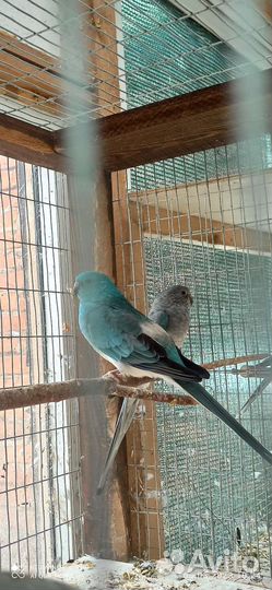 Певчий попугай