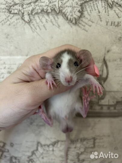 Крысята Дамбо из проф Питомника.Доставка