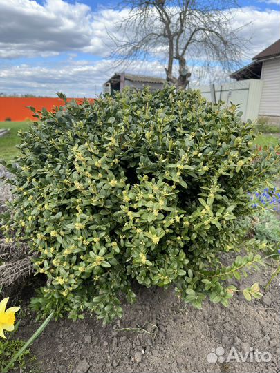 Саженцы Самшита