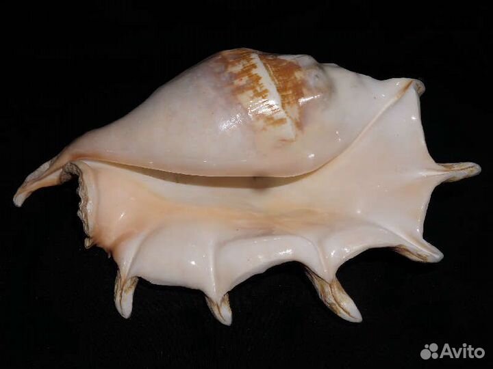 Кораллы, ракушки для аквариума