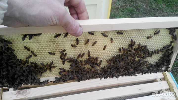 Сушь для пчёл