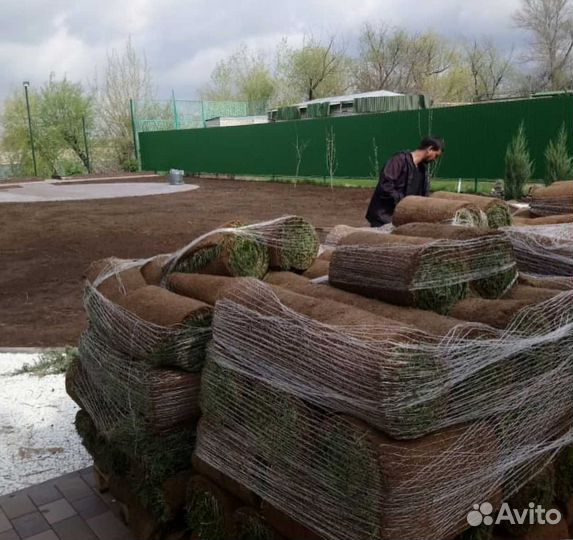 Газон под ключ. Газон посевной и рулонный