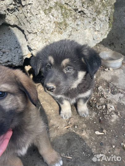 Щенки