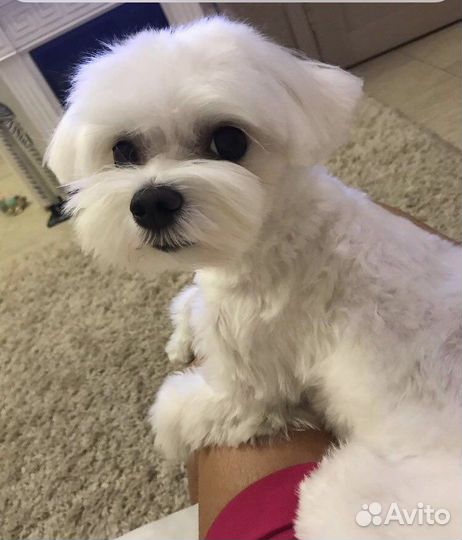 Грумер стрижка собак