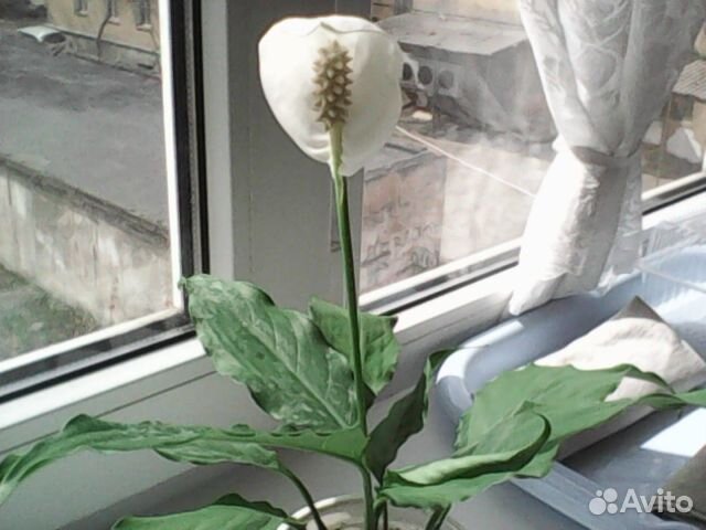 Орхидея дендробиум,мурайя