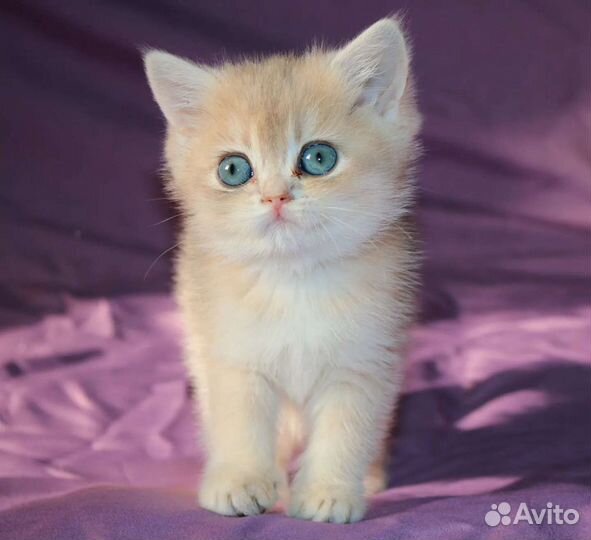 Британская шиншиллы голубое золото