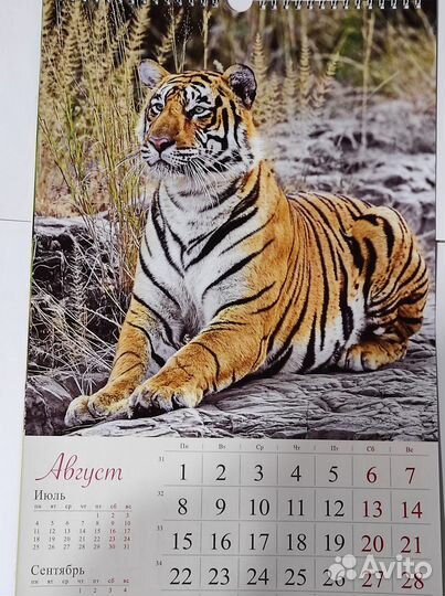 Настенный календарь тигры 2022-2023