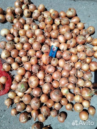 Лук репчатый оптом
