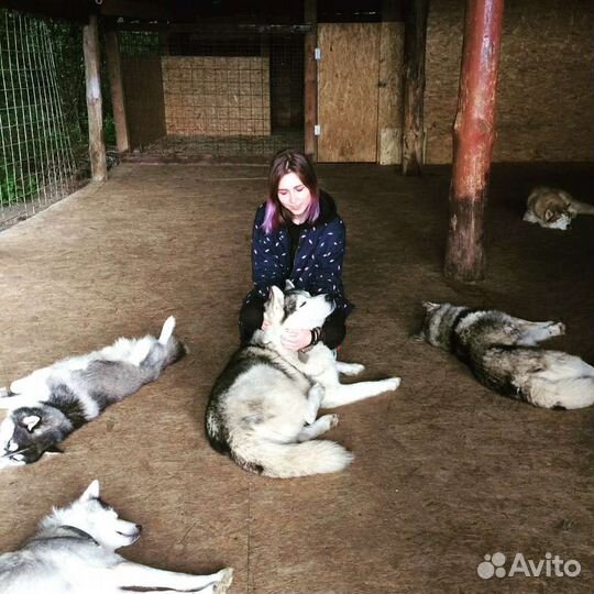 Кинолог, зоопсихолог, передержка,выгул