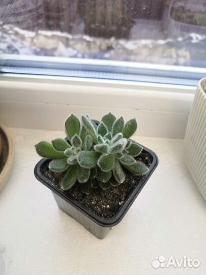 Эхеверия атласная
