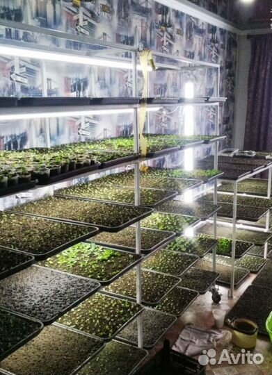 Сеянцы эустомы оптом