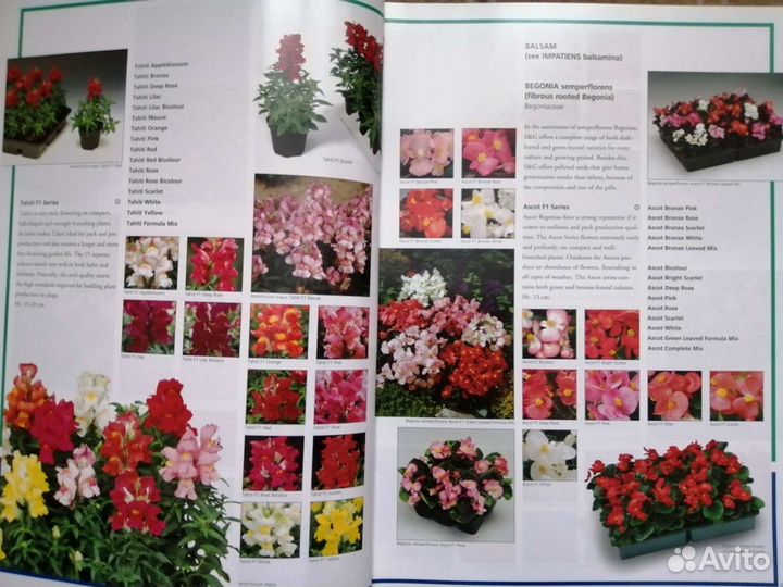 Каталог одно летних цветов