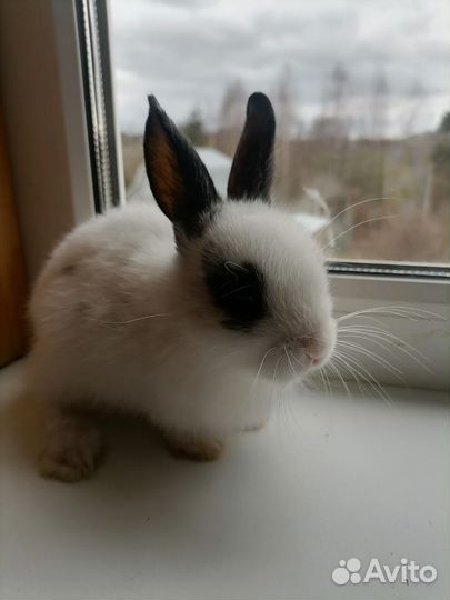 Декоративные карликовые кролики Хотот