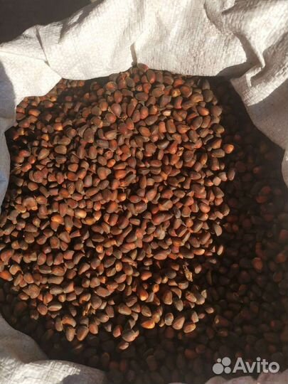 Орех кедровый свежий 2023