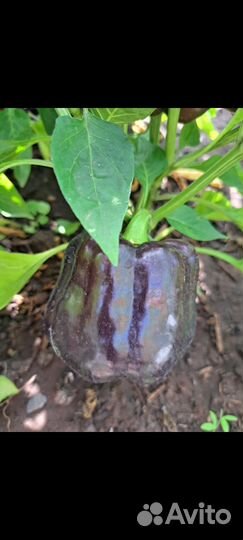 Лук Аллиум декоративный