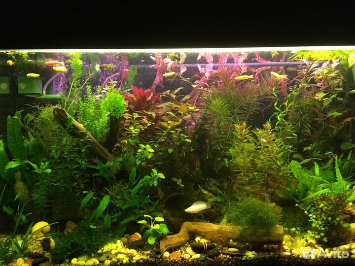 Прополка. Креветка вишня