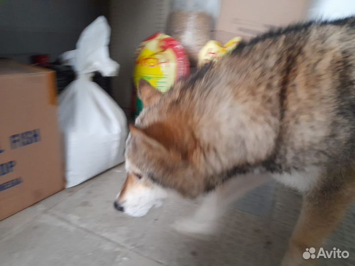 Собака в добрые руки