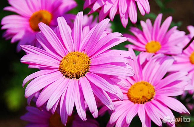 Садовые цветы(многолетние)