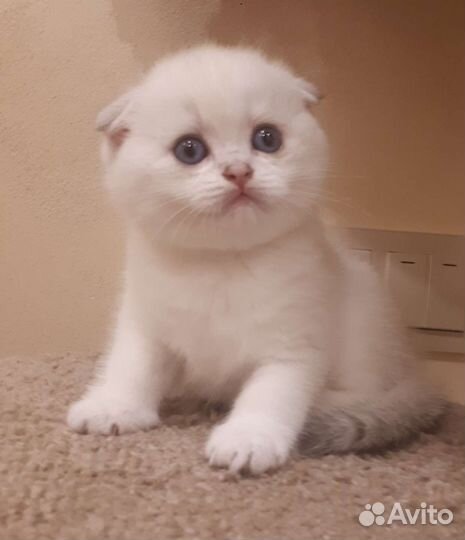 Шотландские котята