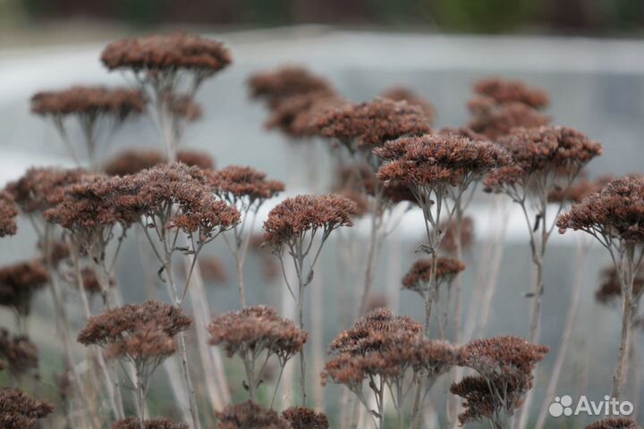 Юпитep-6 180 mm f/2.8 M39