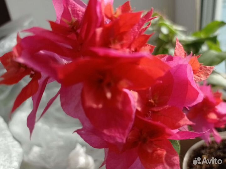 Бугенвиллия