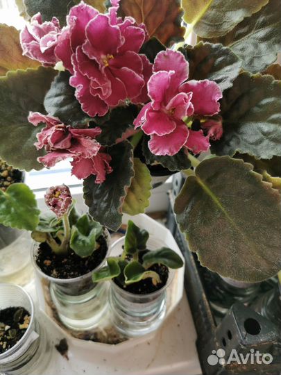 Сортовые фиалки