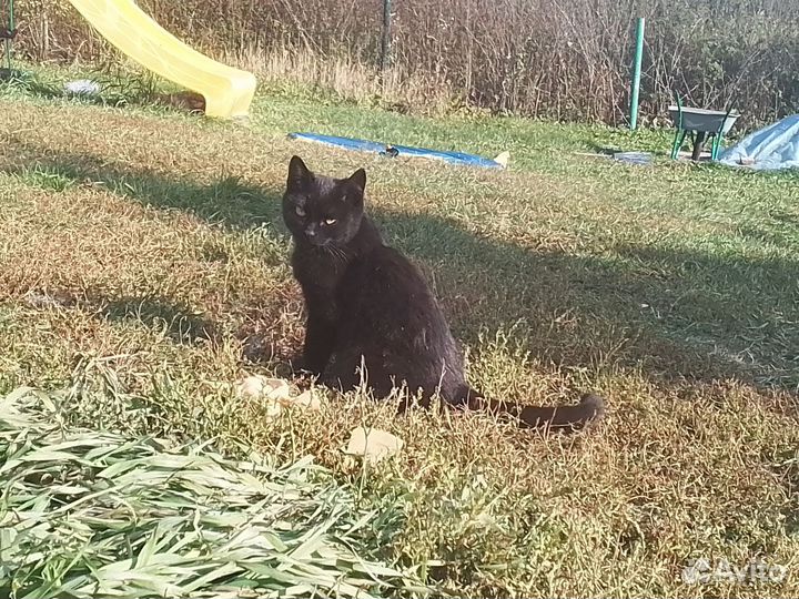 Кошечка ищет хозяина