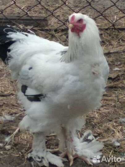 Петухи Брама - чистокровки