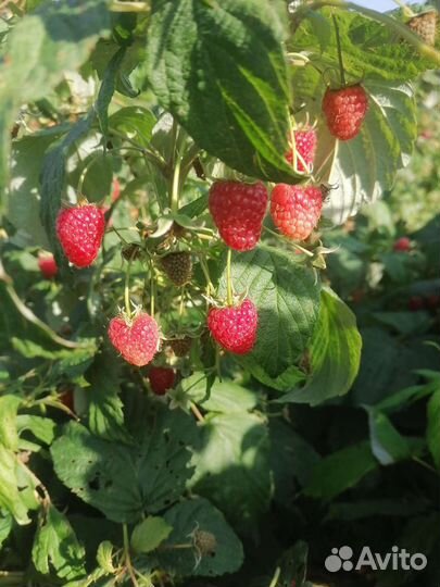 Саженцы малины ремонтантной сорт Брянское диво