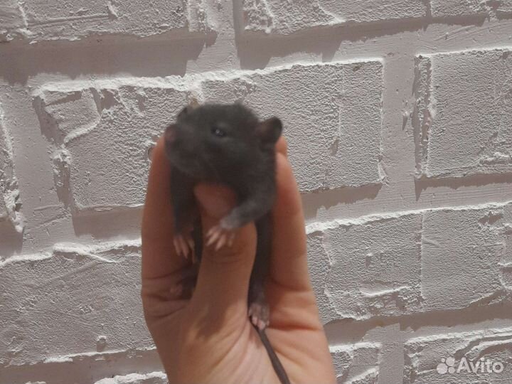 Крыса дамбо