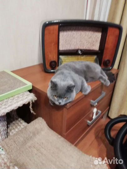 Вязка британский кот