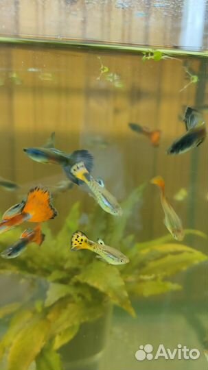 Рыбки гуппи