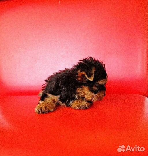 Йоркширский терьер