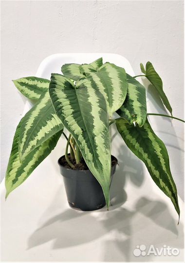 Комнатные растения