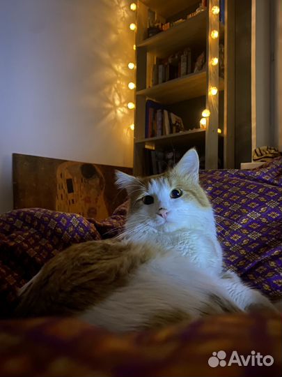 Кот для вязки