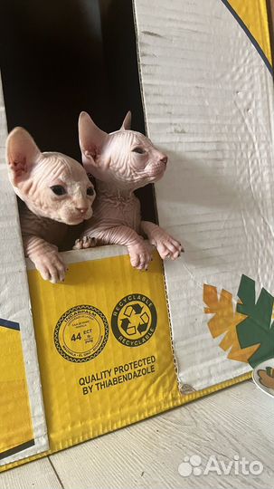 Канадский сфинкс