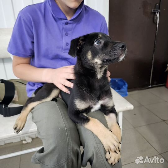 Щенок бесплатно