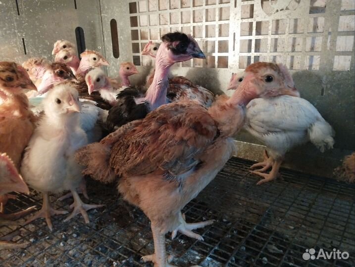 Цыплята бройлеры, куры молодки