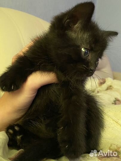 Котенок девочка
