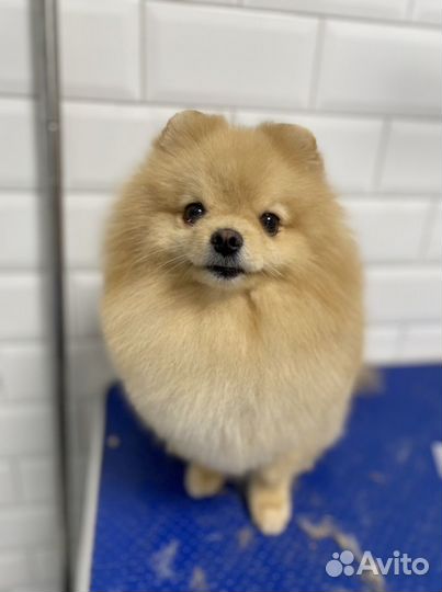 Груминг шпица