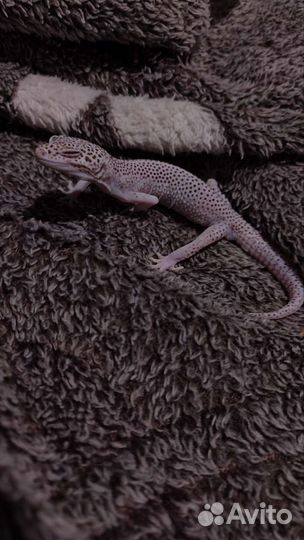 Геккон эублефар