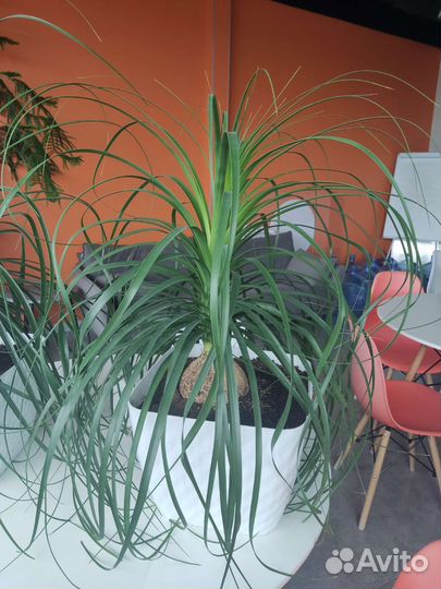 Бокарнея нолина, бутылочное дерево