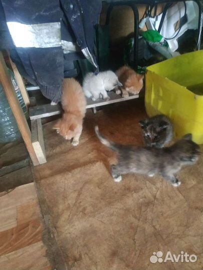 Котенки и кошечки бесплатно