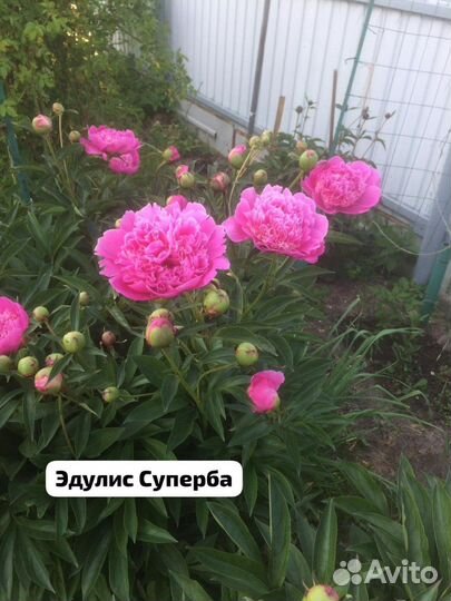 Пионы разные