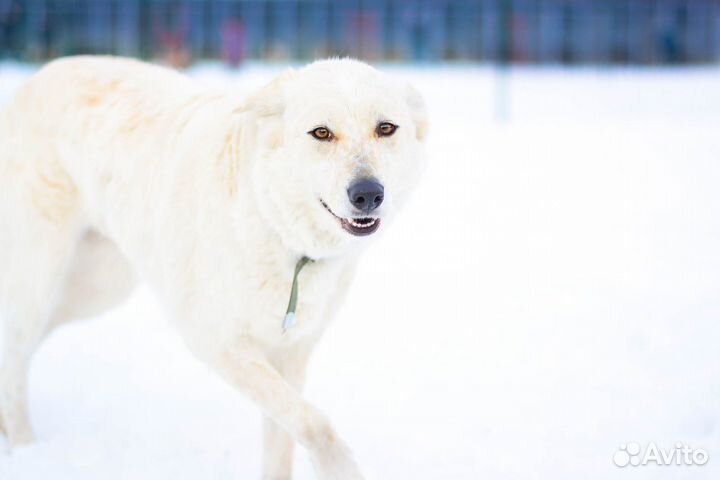 Сестрички Веснушка и Пятнашка ищут дом