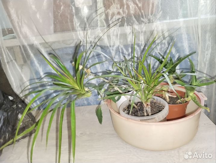 Пальма драцена