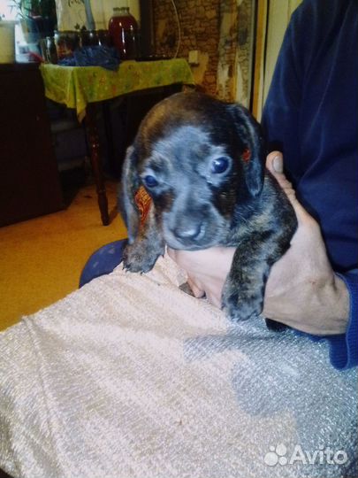 Продам щенков таксы