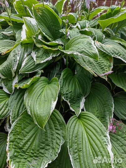 Продам хосты