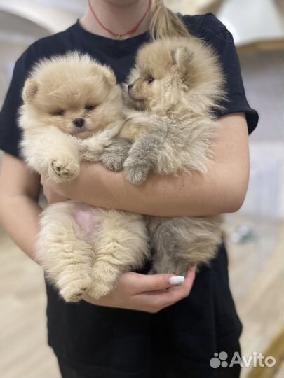 Малыши резерв