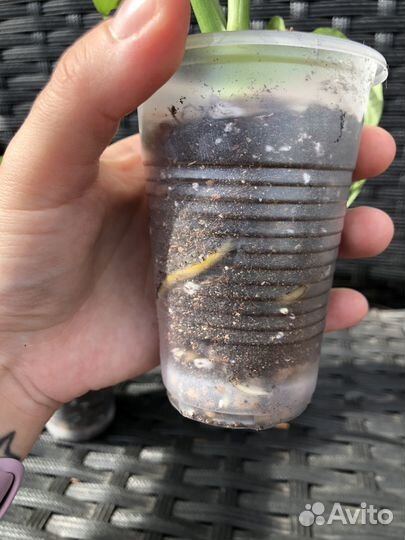 Монстера манки